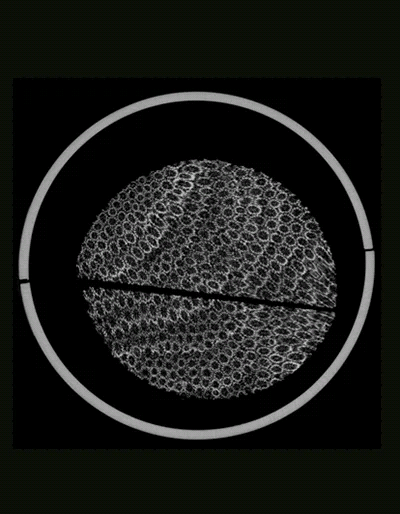 Animation showing a computed tomography cross section of a coral core