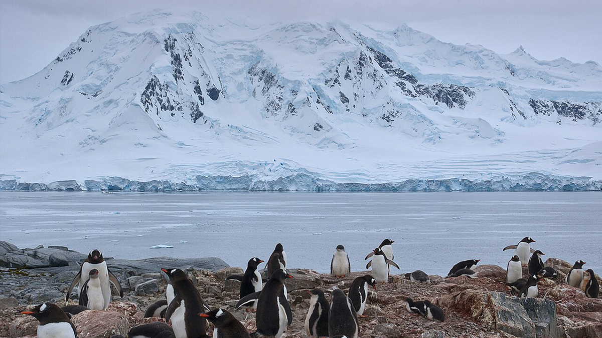 A group of more than a dozen penguins stand on a rocky shoreline. A glacier or snowy mountain is across the water not too far from them.