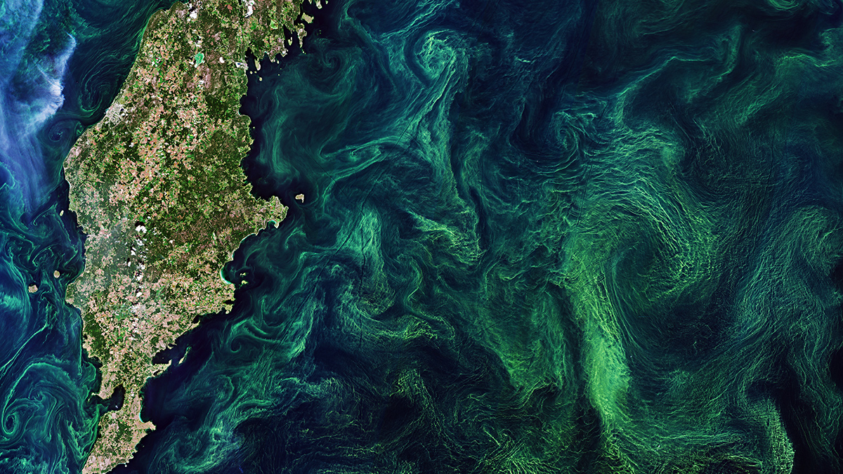Satellite view of swirling blooms of green algae and cyanobacteria in the Baltic Sea near the Swedish island of Gotland