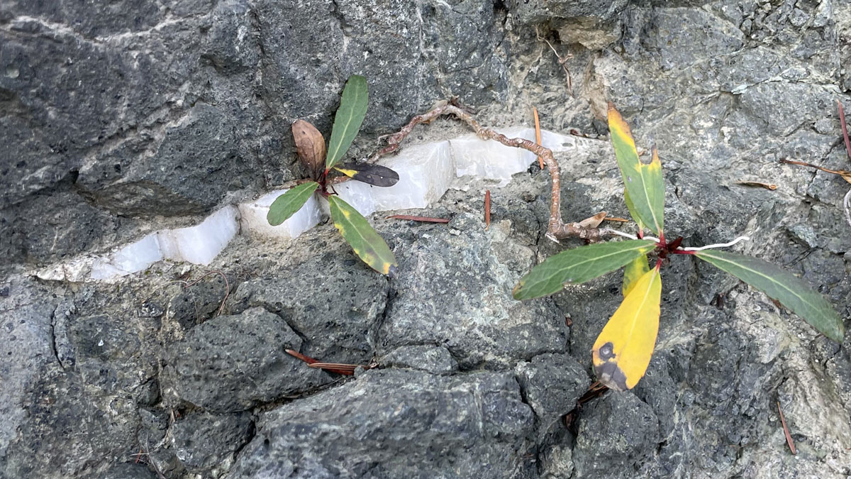 Close-up view of a white vein of calcite in gray basalt rock with a small plant on the rock.