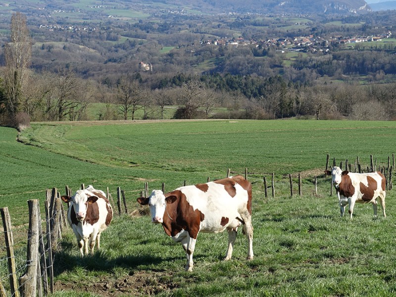 Cheese in the Time of Industrial Farming and Climate Change