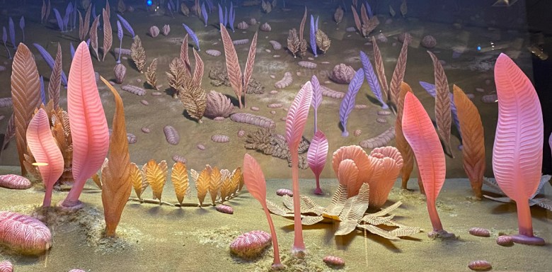 A view of a museum display reproducing frond-shaped life forms from the Ediacaran period.