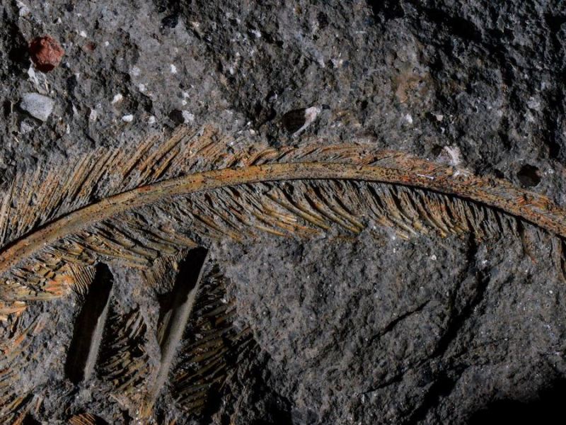 A 30,000-Year-Old Feather Is a First-of-Its-Kind Fossil