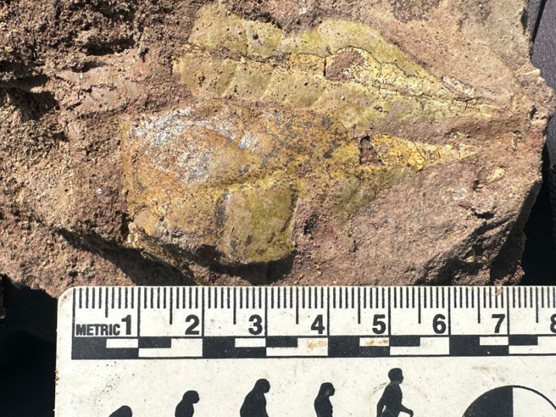 Early Apes Evolved in Tropical Forests Disturbed by Fires and Volcanoes
