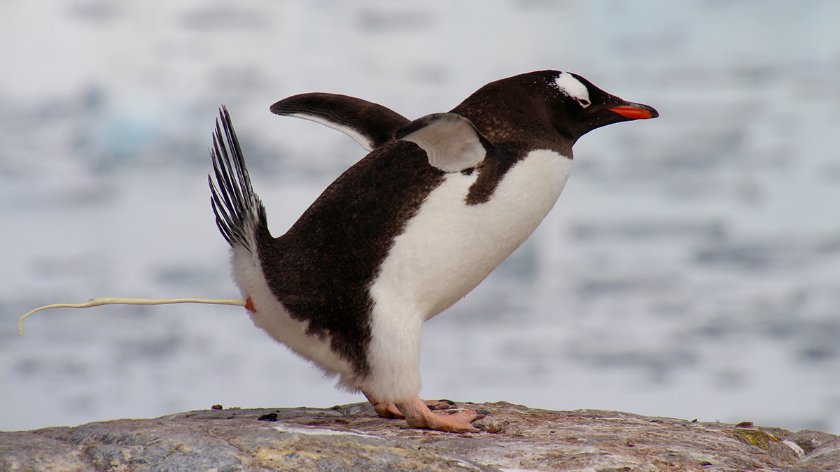 A penguin projectile-pooping on ice near water
