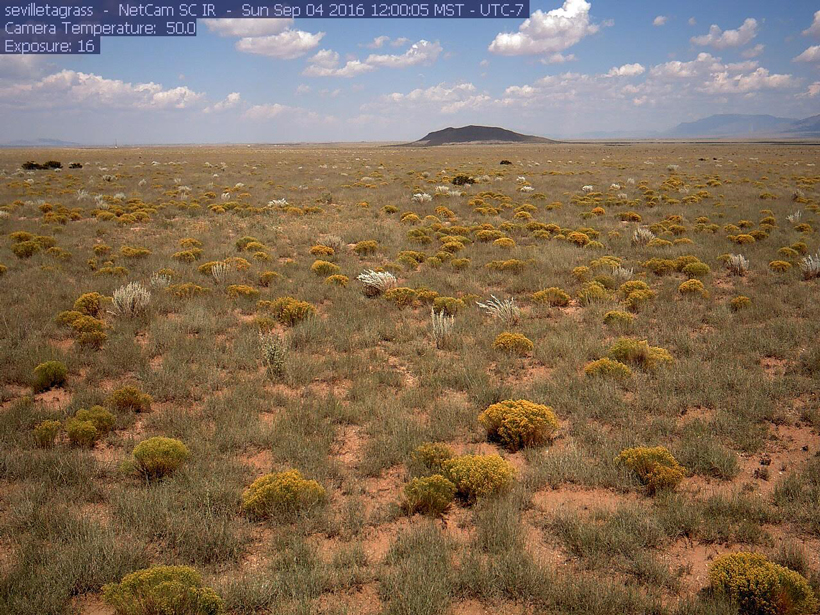 Phenocam webcam image from Sevilleta National Wildlife Refuge, N.M.