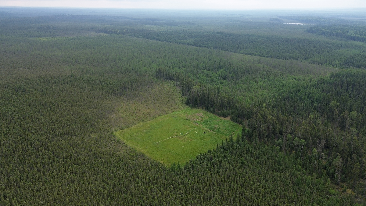Aerial photo of a rectangular patch of light green peatland surrounded by dark green forest