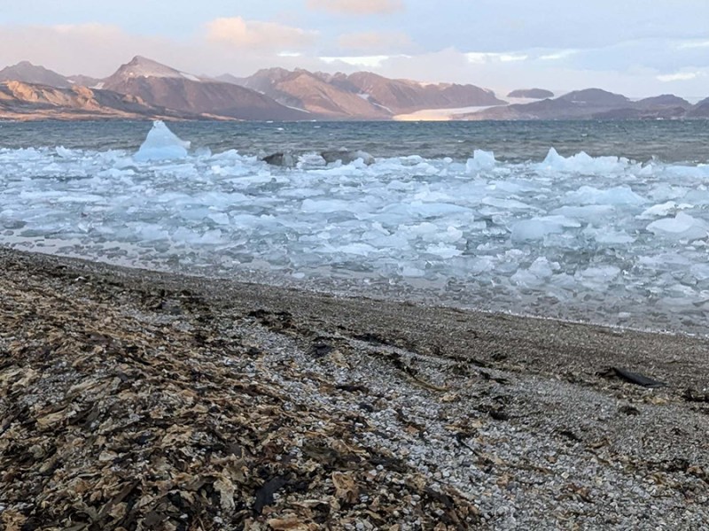 Seaweed Surges May Alter Arctic Fjord Carbon Dynamics