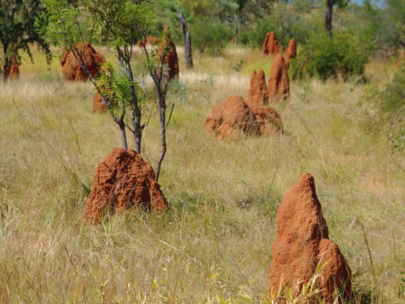 Investigadores cuantifican el impacto de los animales en la transformación de la Tierra