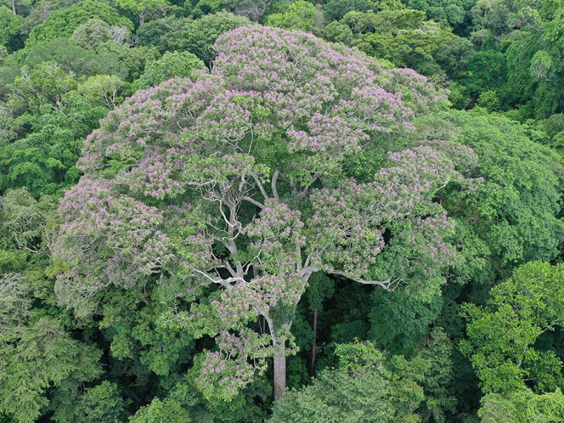 Algunos árboles tropicales se benefician de los rayos