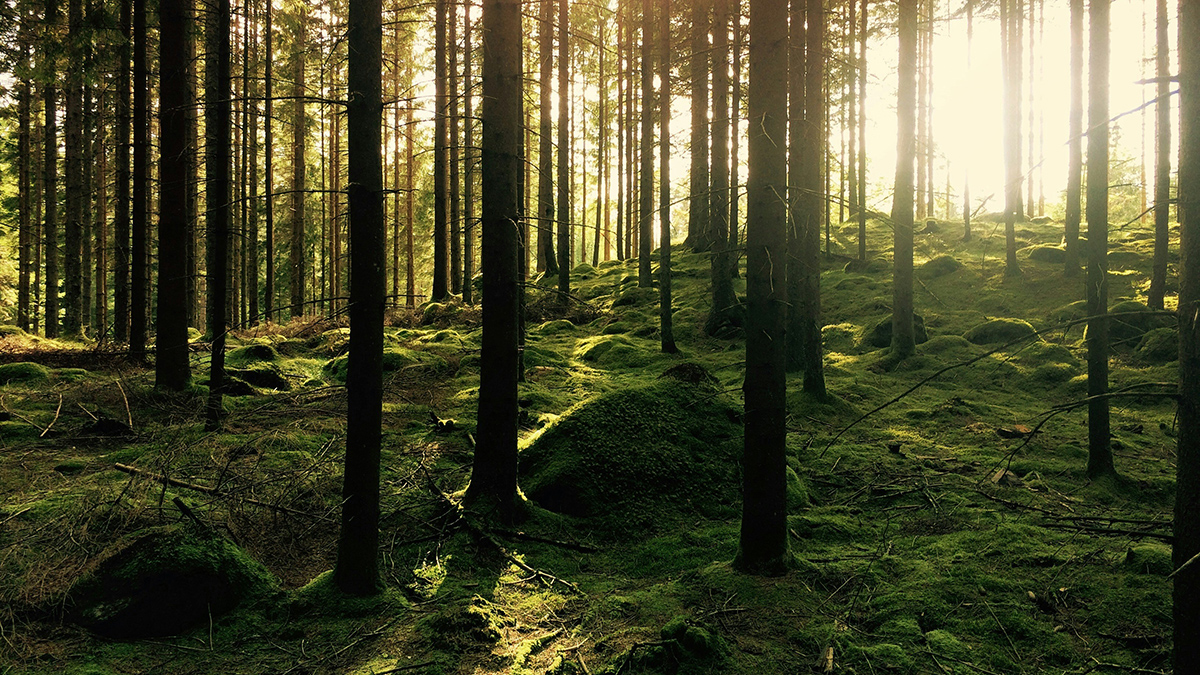 Bright sunlight filters through tall trees growing from a mossy forest floor.