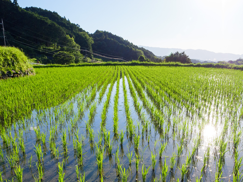 Decoding Crop Evapotranspiration