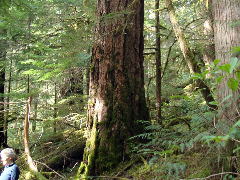 Old Forests in a New Climate